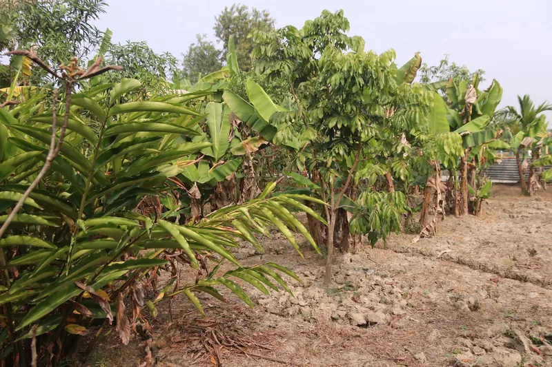 A row of banana plants and young fruit trees beside ploughed soil