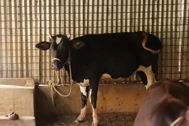 A black-and-white cow standing in the shed beside the feeding trough