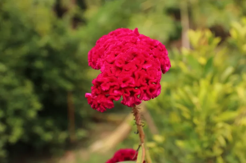 Close-up of a crimson cockscomb flower against blurred garden greenery
