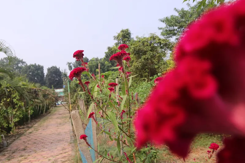 Crimson cockscomb flowers beside a paved garden path