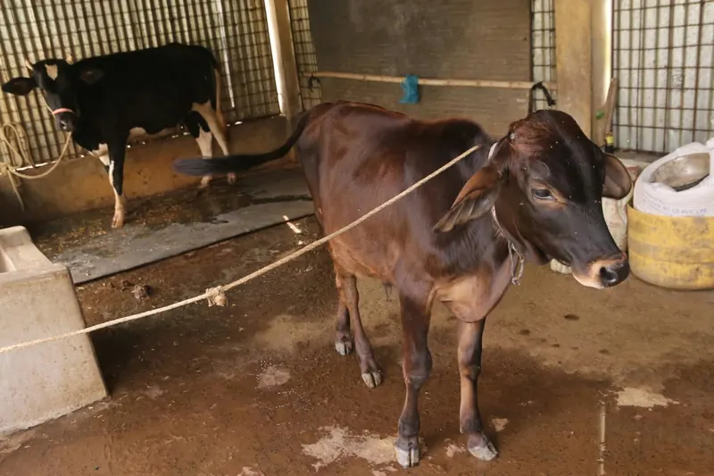 A brown calf and a black-and-white cow standing in the cattle shed