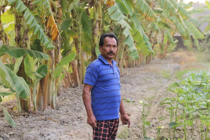 A gardener in a blue shirt standing between banana plants and okra rows