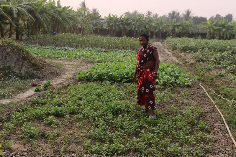A gardener in a red sari standing in coriander beds with vegetable rows behind