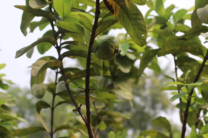 A green guava hanging among the leaves of a young guava tree