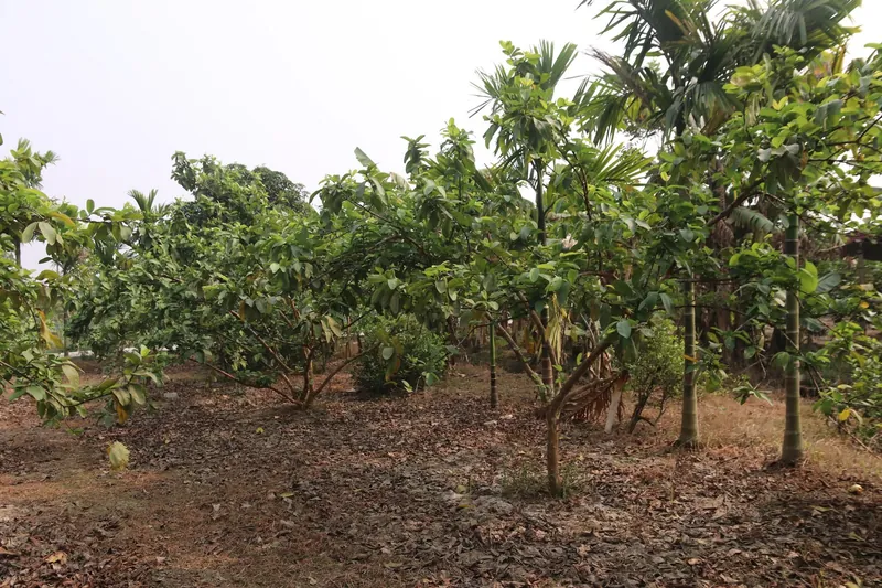 Spreading guava trees with leaf-covered ground beneath