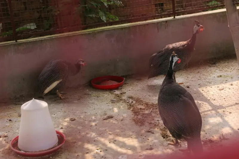 Three speckled guinea fowl beside feeders inside a walled enclosure