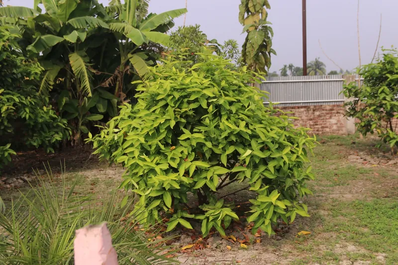 A rounded bright green shrub on the lawn with banana plants behind
