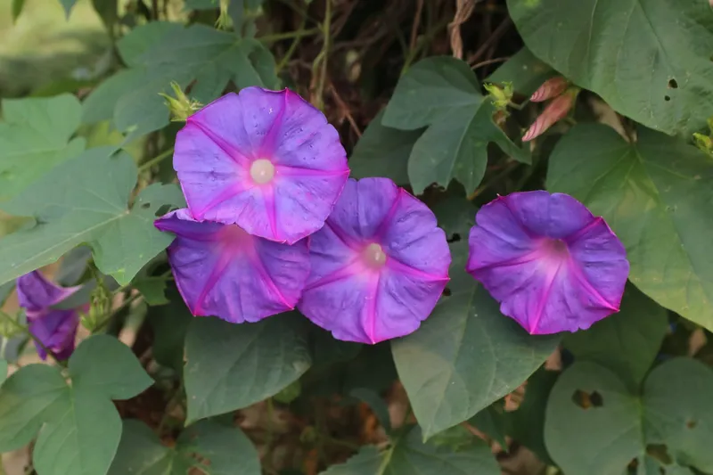 Four purple morning glory flowers among heart-shaped leaves