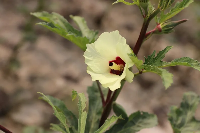 Pale yellow okra flower with a crimson centre on the plant