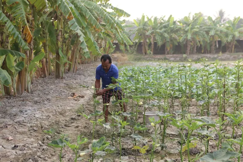 A gardener picking okra in a vegetable bed beside a row of banana plants