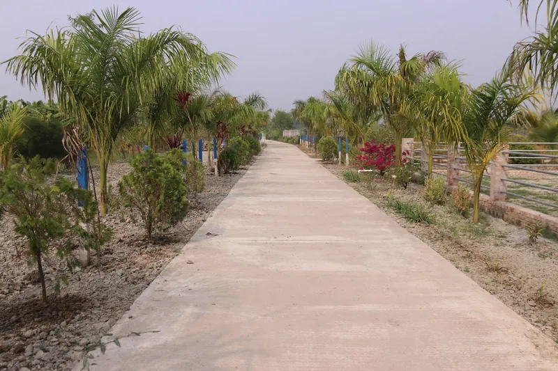 A long concrete path between rows of young palms and shrubs