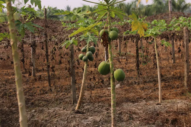 Young papaya trees heavy with green fruit, with a vine trellis behind