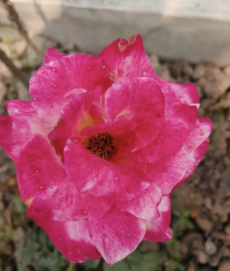 Close-up of an open pink rose in the garden