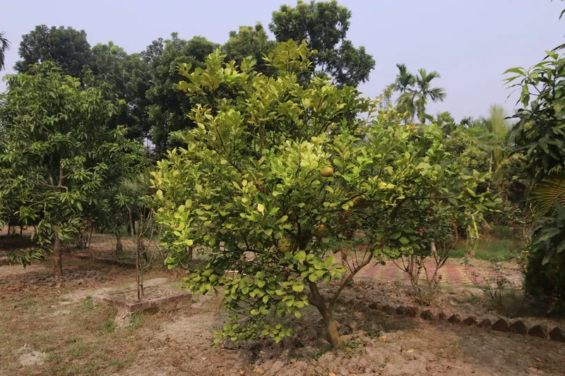 A pomelo tree with ripening fruit among other fruit trees