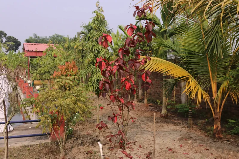 A plant with deep red leaves among young palms and trees