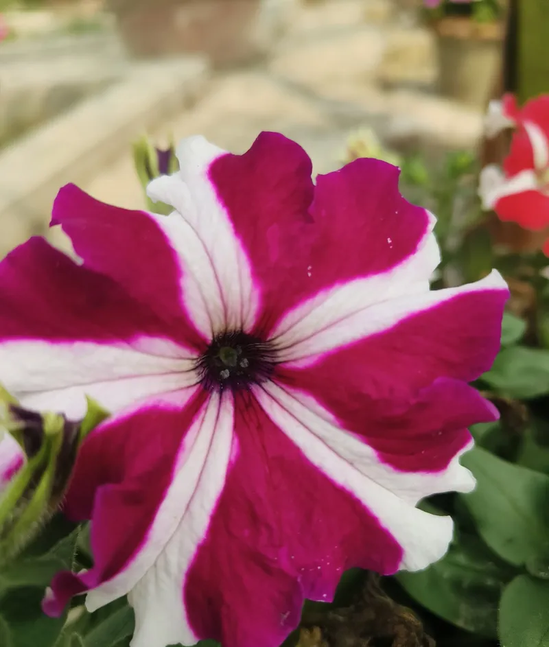Magenta and white striped petunia flower