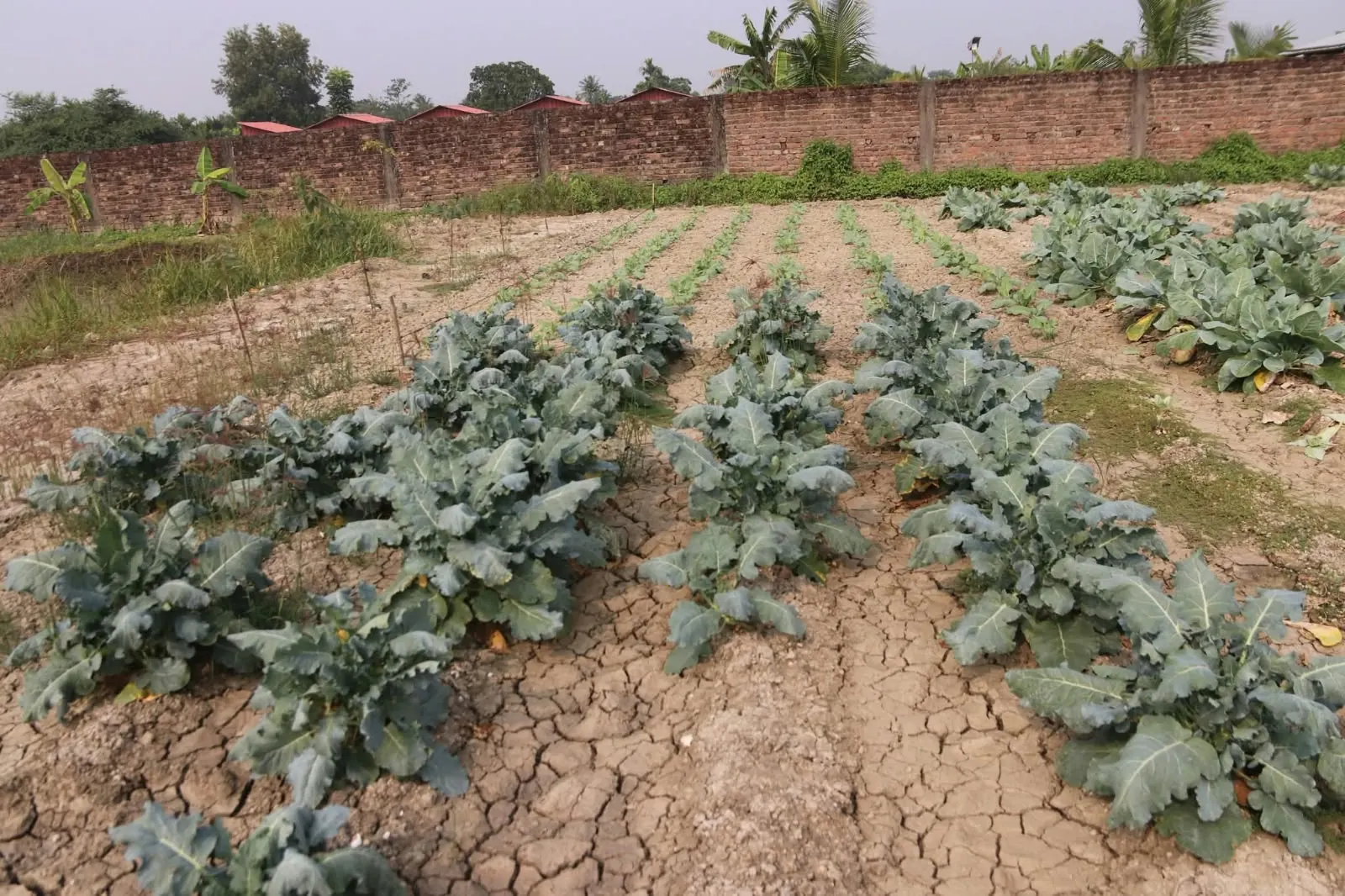 Rows of leafy vegetables growing in the kitchen garden beside the brick boundary wall