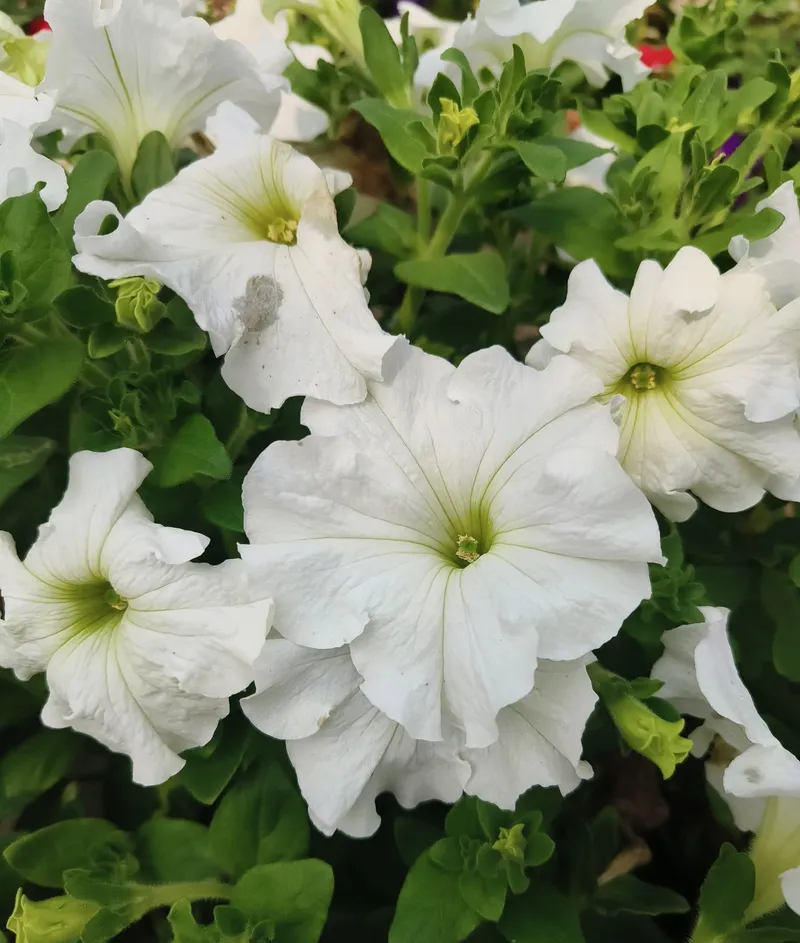 A cluster of white petunias with green centres