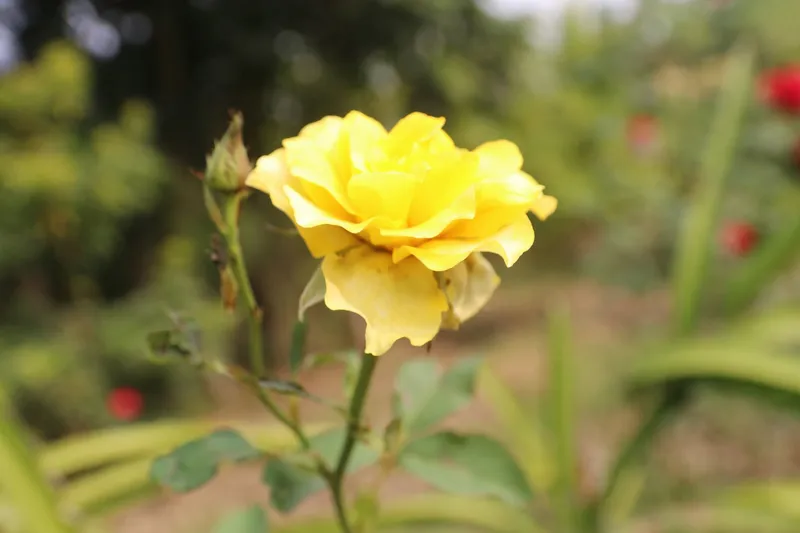 Yellow rose with a bud on a garden bush
